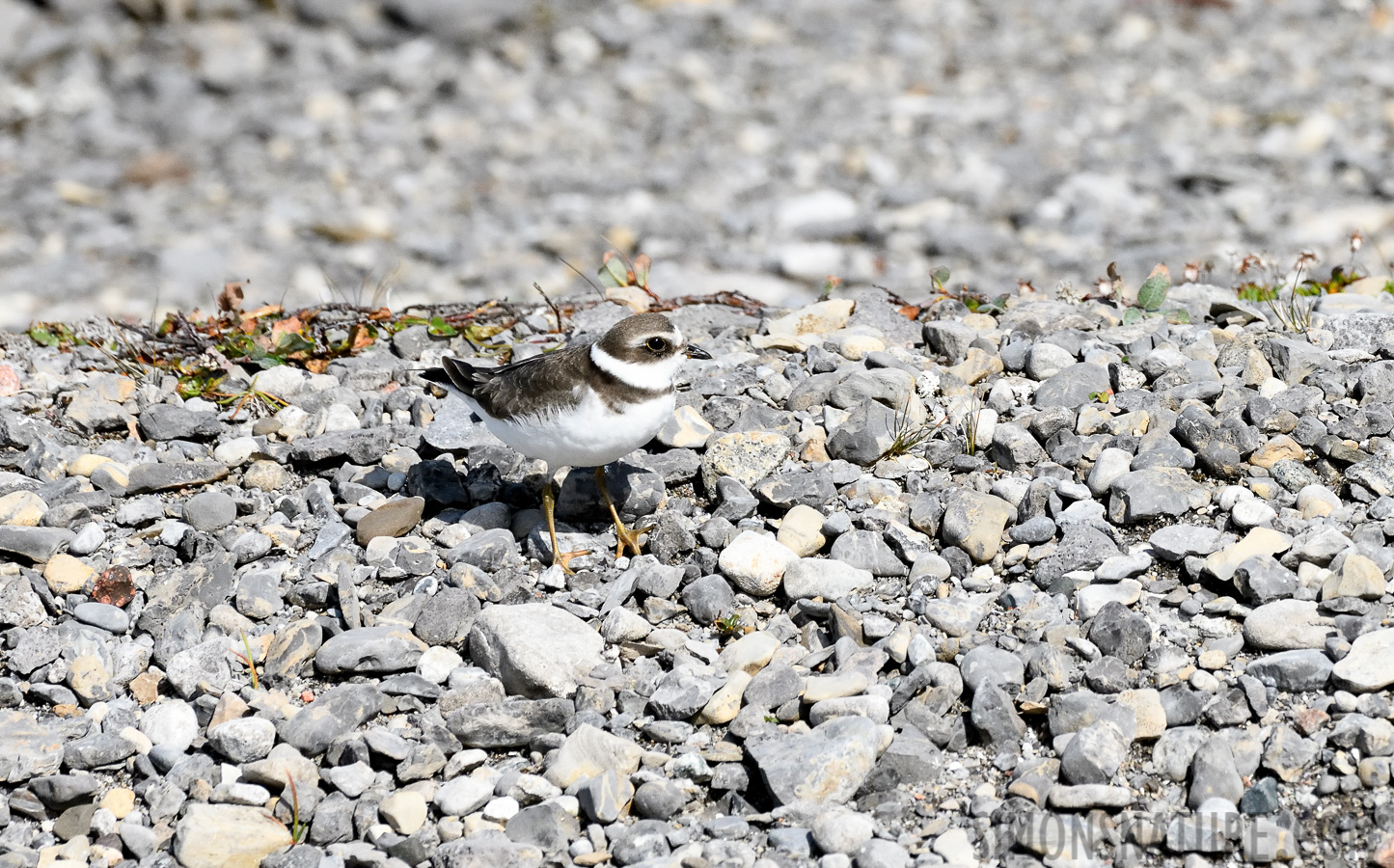 Charadrius semipalmatus [400 mm, 1/4000 Sek. bei f / 8.0, ISO 1600]